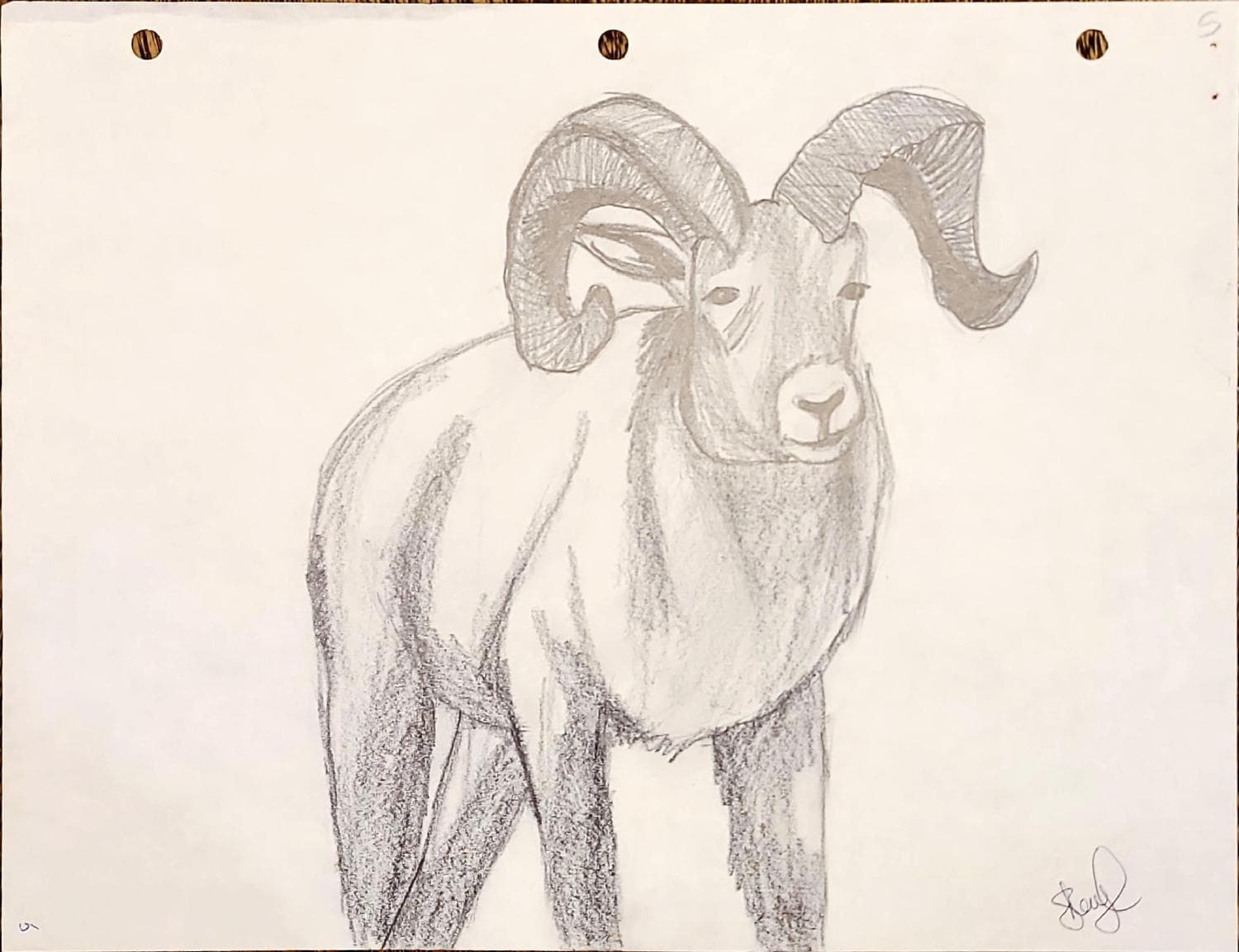 Bull
