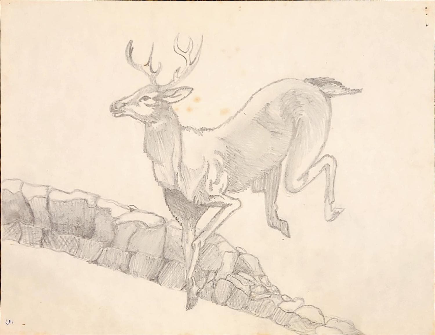 Moose