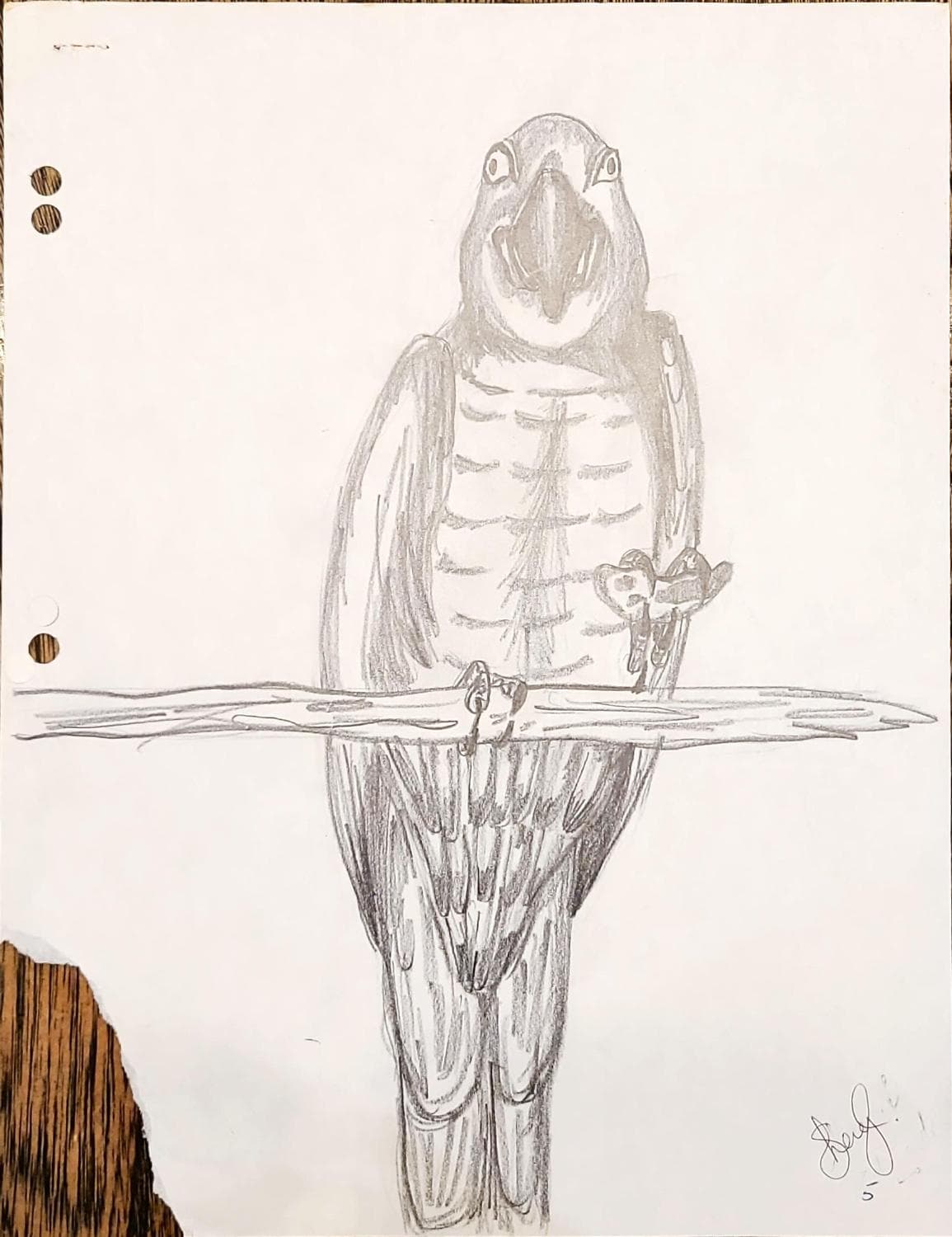 Parrot